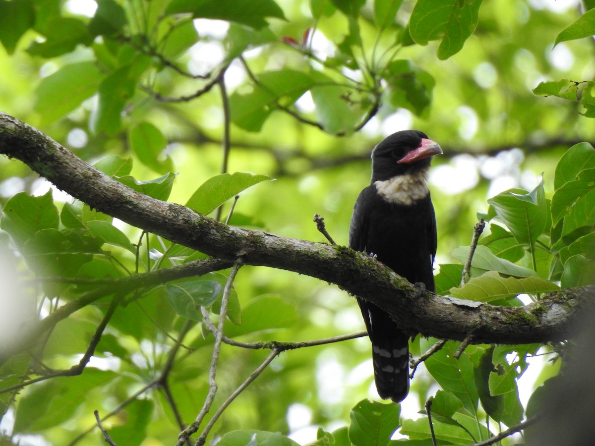 Dusky Broadbill - ML619922249