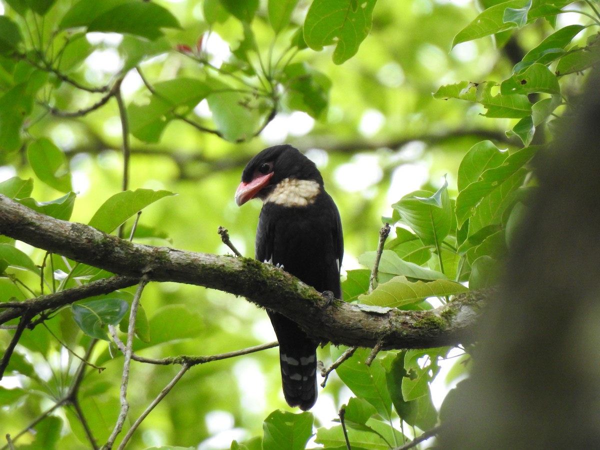 Dusky Broadbill - ML619922250