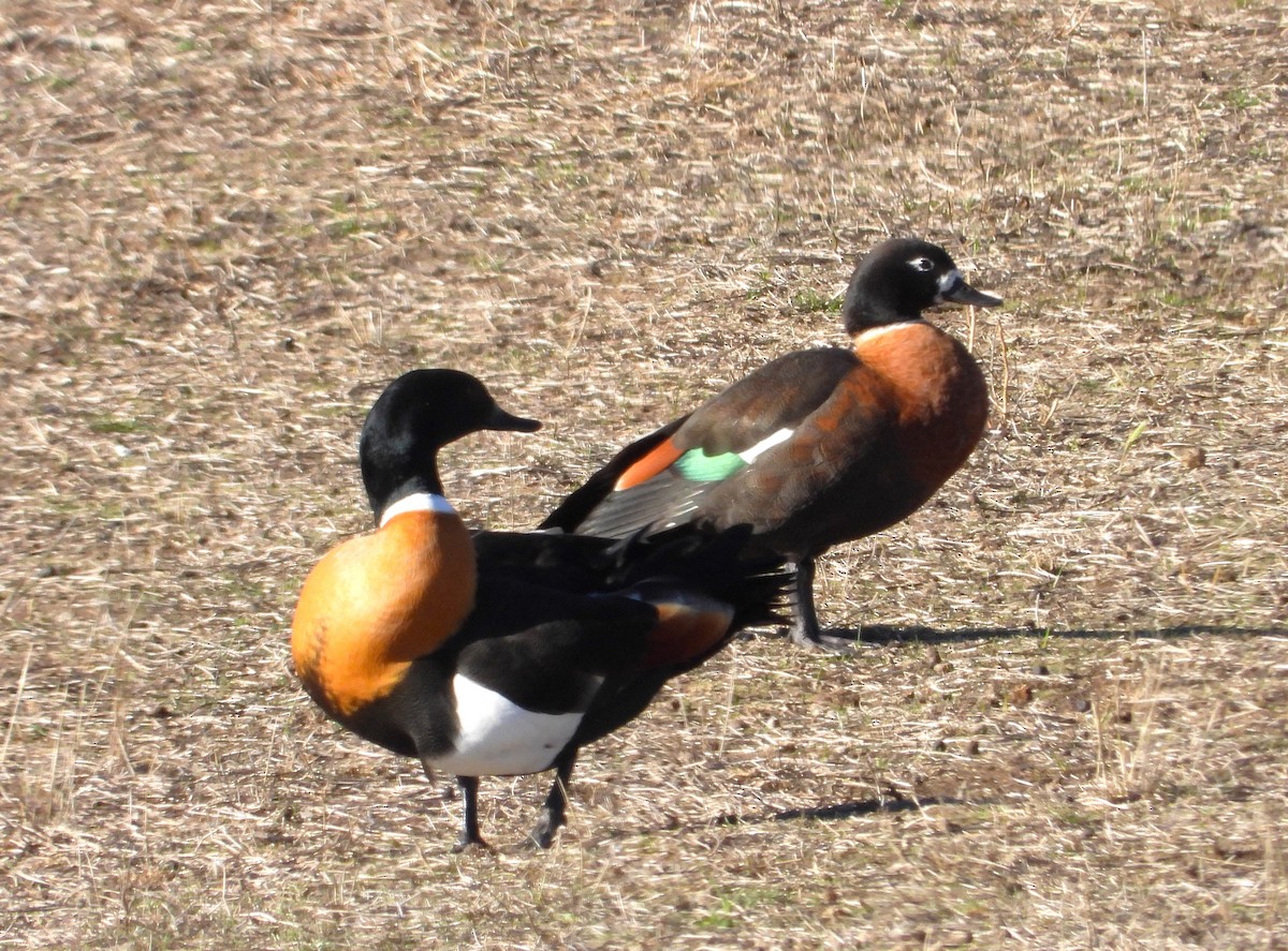 Australian Shelduck - ML619922252