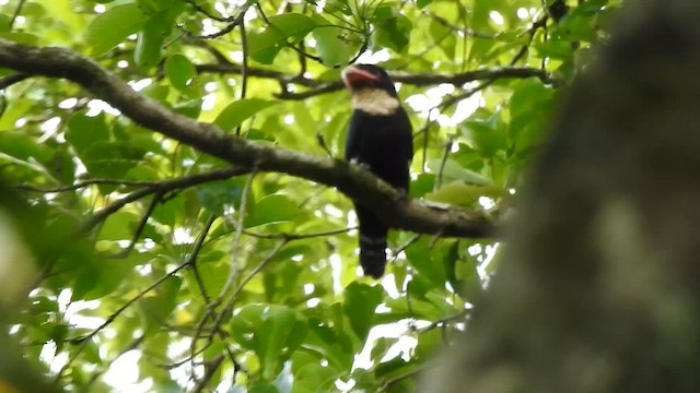 Dusky Broadbill - ML619922256