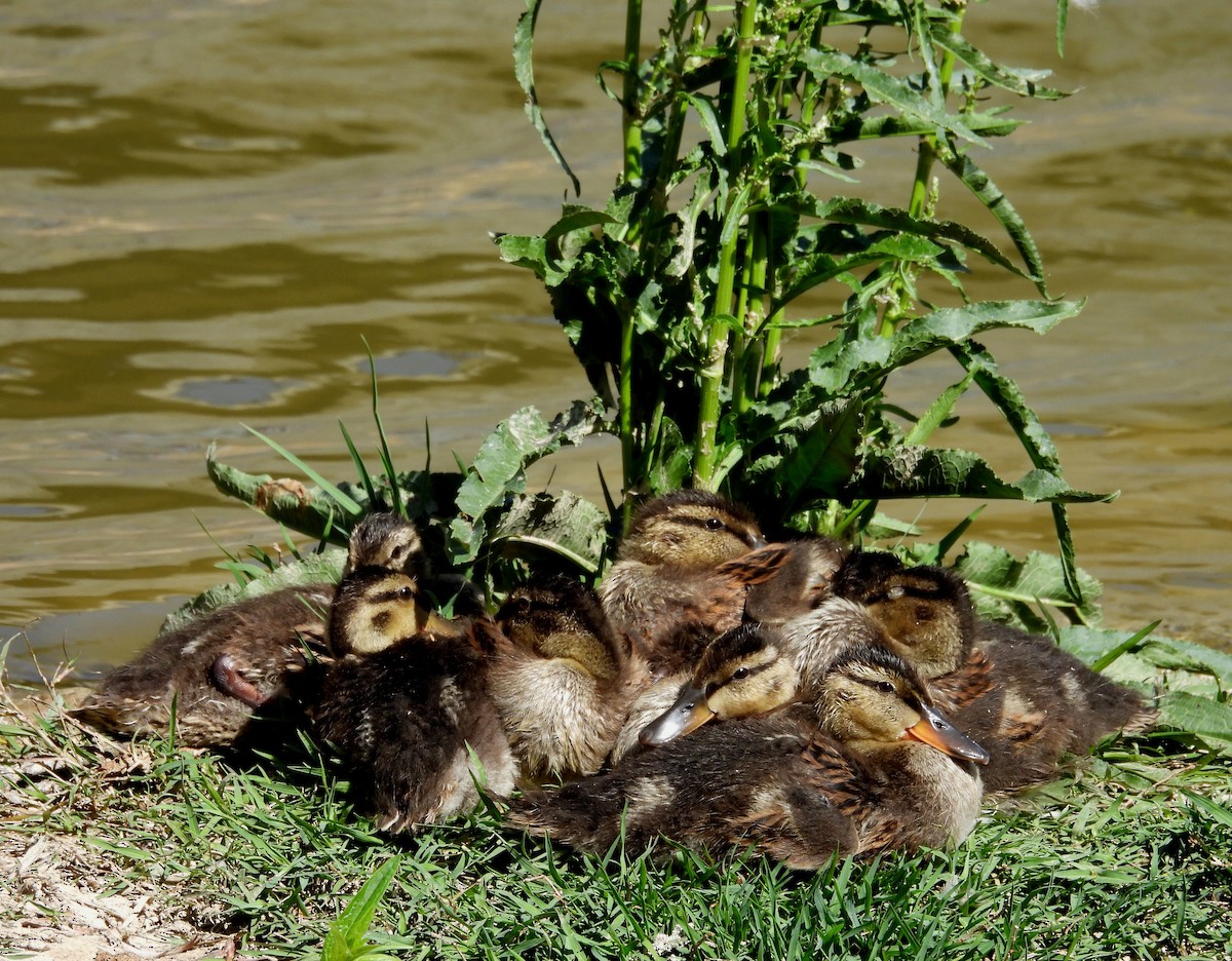 Canard colvert - ML619922257