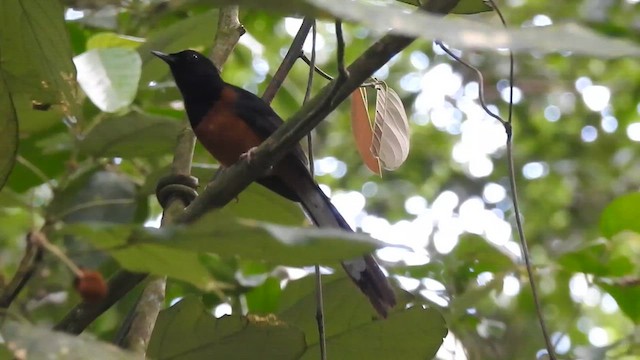 White-rumped Shama - ML619922260