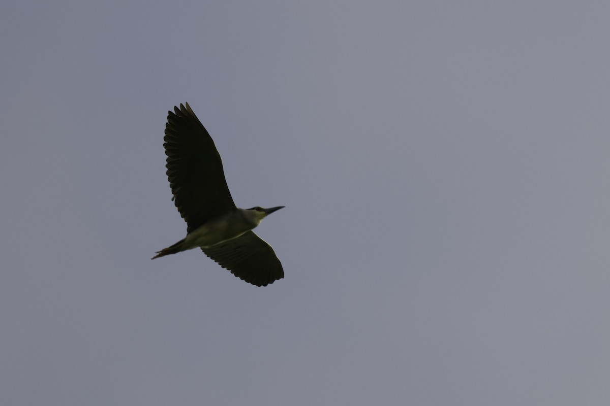 Black-crowned Night Heron - ML619922261
