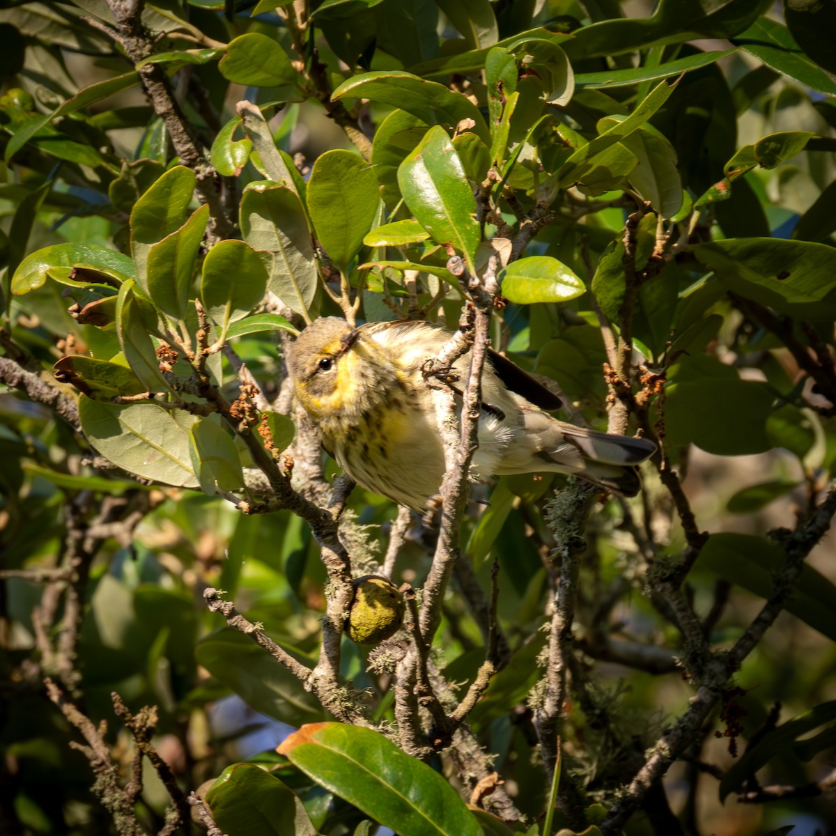 Cape May Warbler - ML619922270