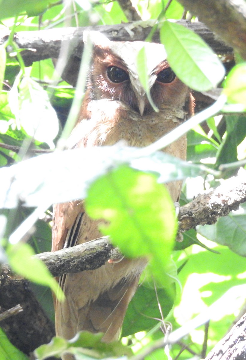 White-fronted Scops-Owl - ML619922271