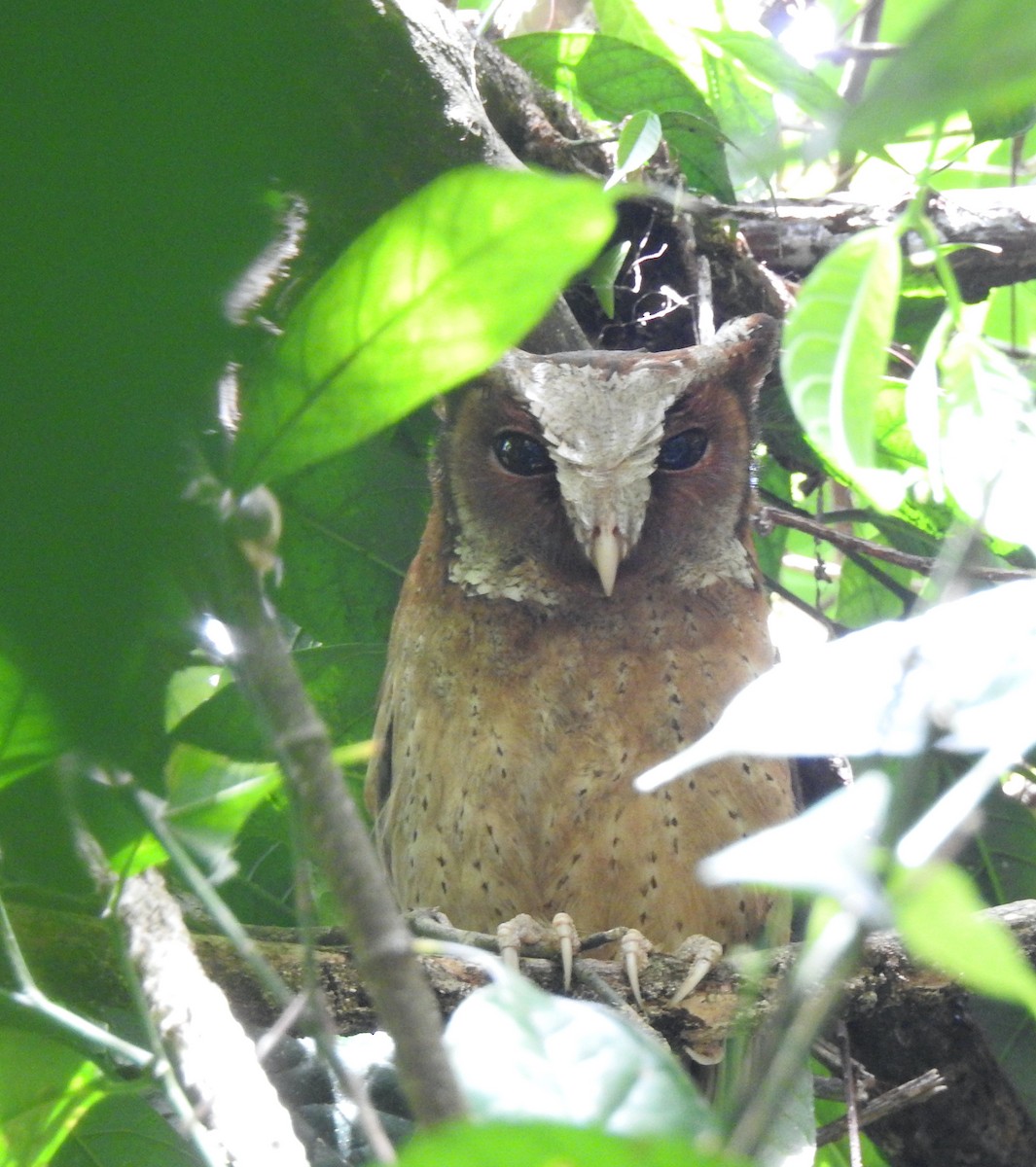 White-fronted Scops-Owl - ML619922273