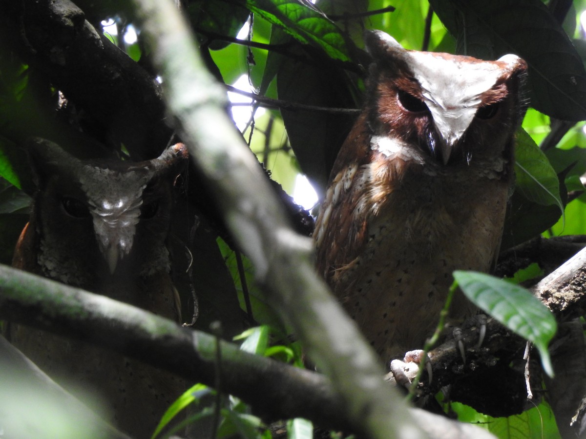 White-fronted Scops-Owl - ML619922274