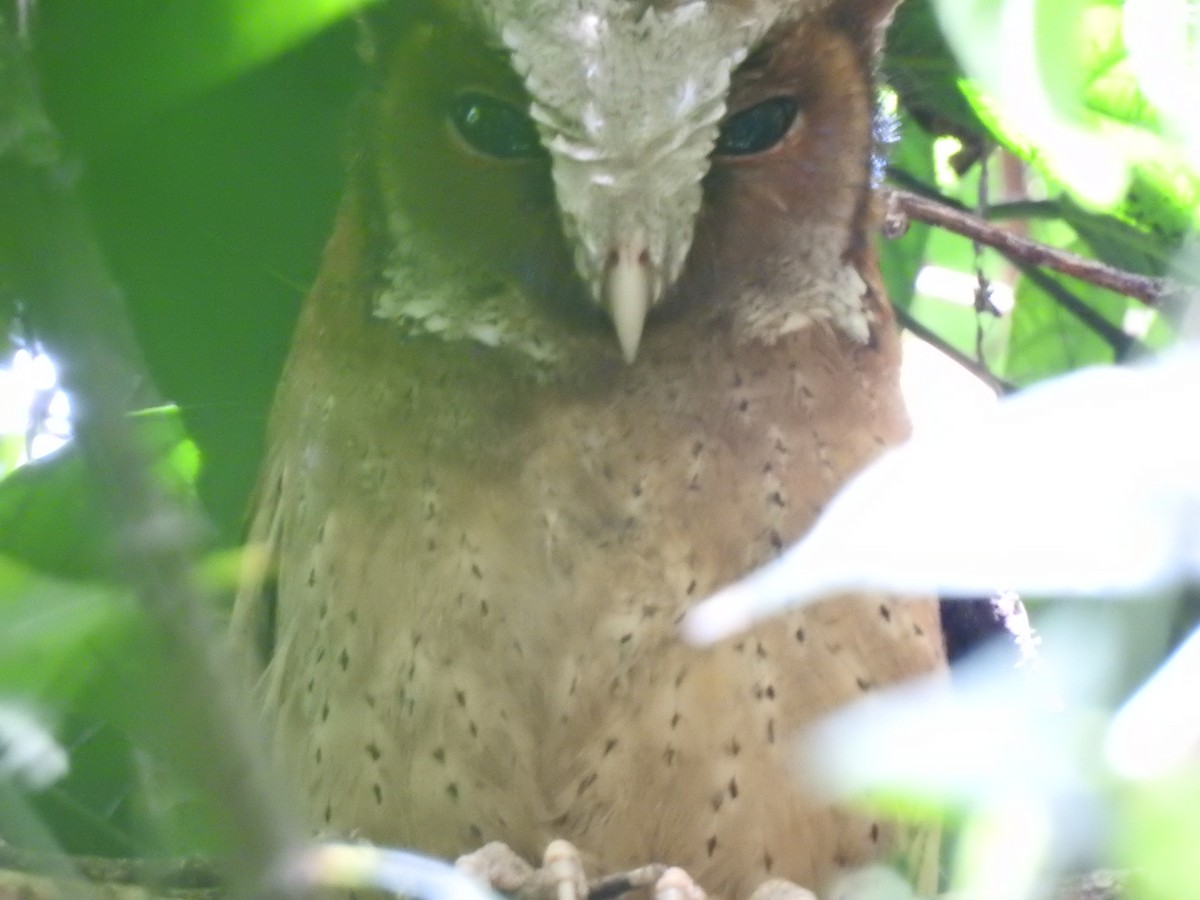White-fronted Scops-Owl - ML619922276