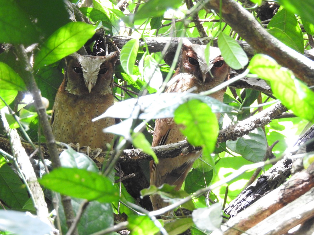 White-fronted Scops-Owl - ML619922277