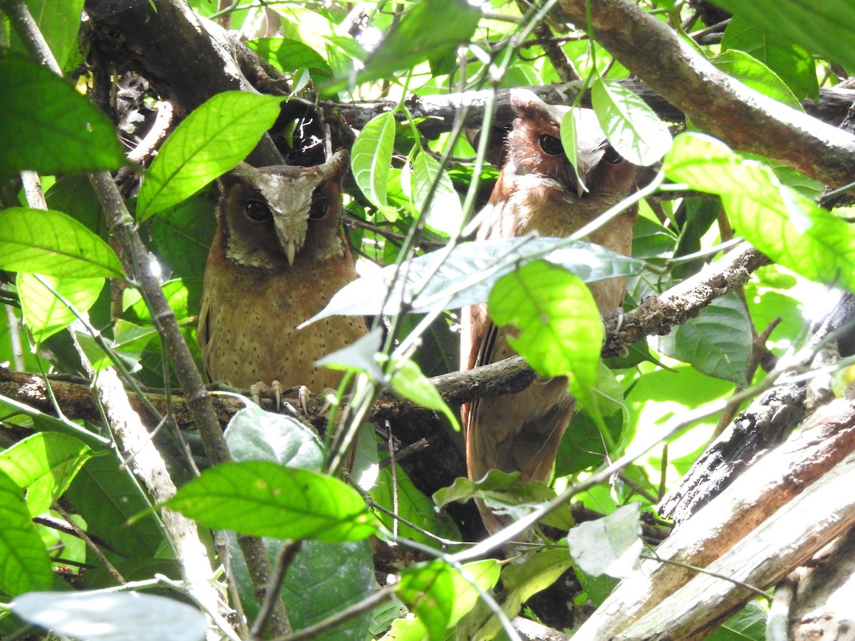 White-fronted Scops-Owl - ML619922278