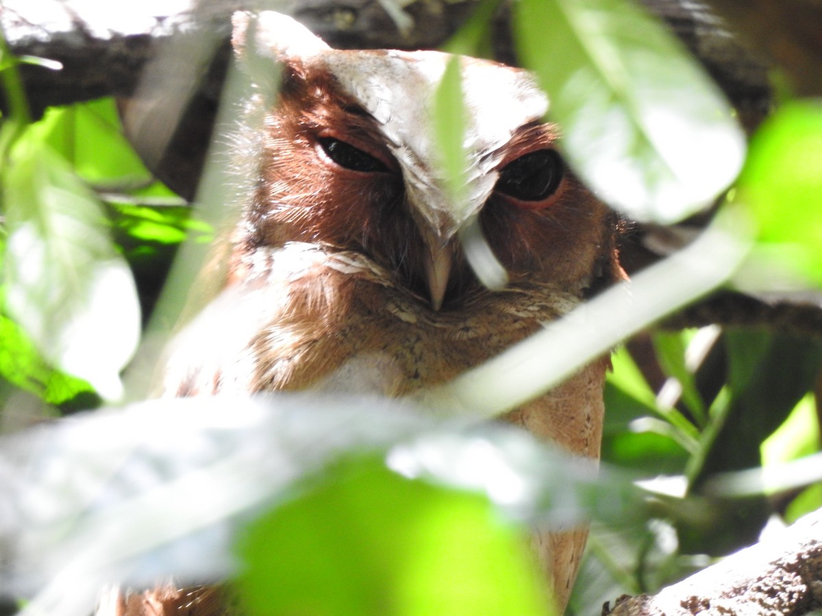 White-fronted Scops-Owl - ML619922279