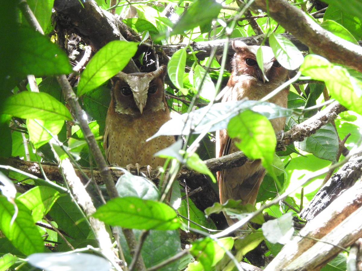 White-fronted Scops-Owl - ML619922280