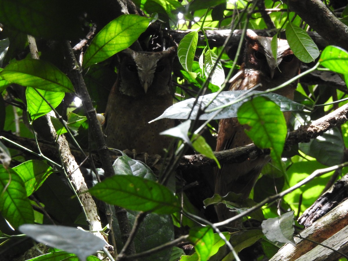 White-fronted Scops-Owl - ML619922281