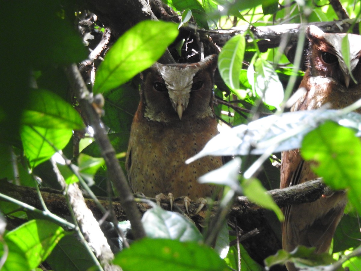 White-fronted Scops-Owl - ML619922282