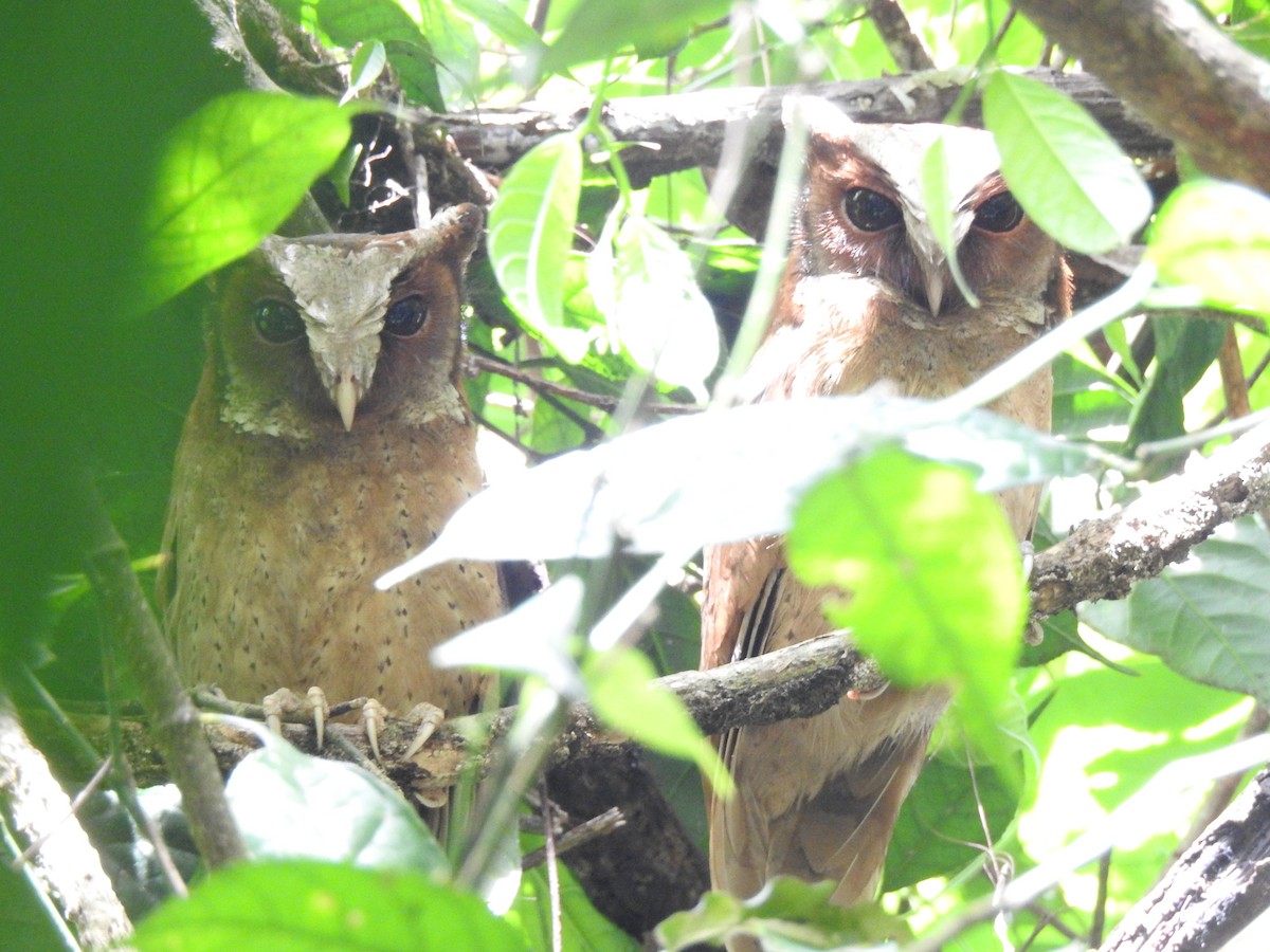 White-fronted Scops-Owl - ML619922283