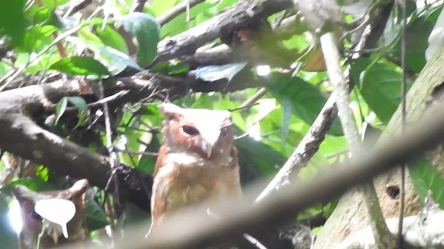 White-fronted Scops-Owl - ML619922284