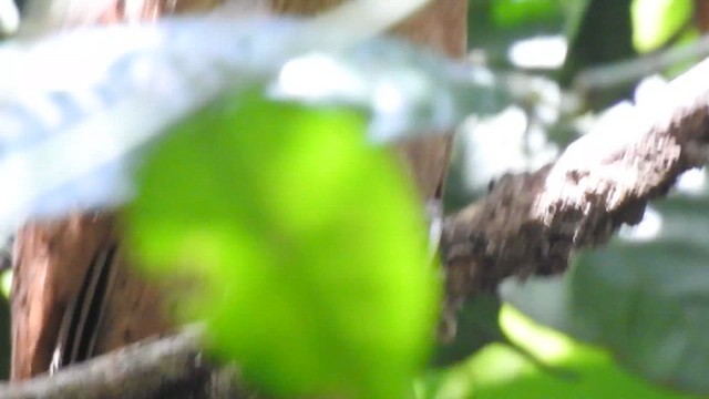 White-fronted Scops-Owl - ML619922285