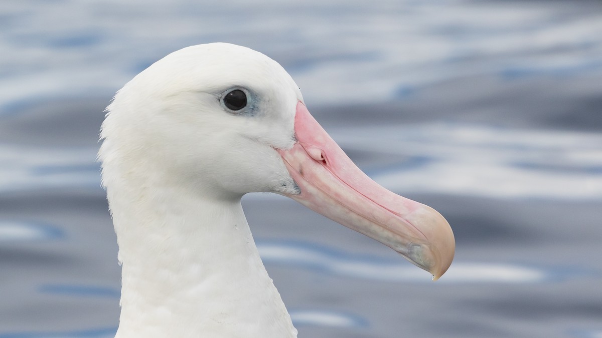 Albatros des Antipodes (gibsoni) - ML619922289