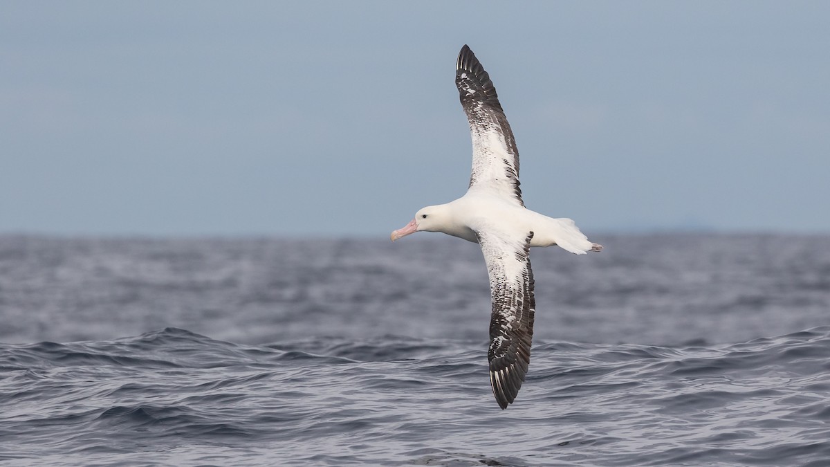 Albatros des Antipodes (gibsoni) - ML619922290