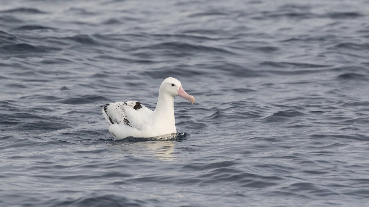 Antipodean Albatross (gibsoni) - ML619922291