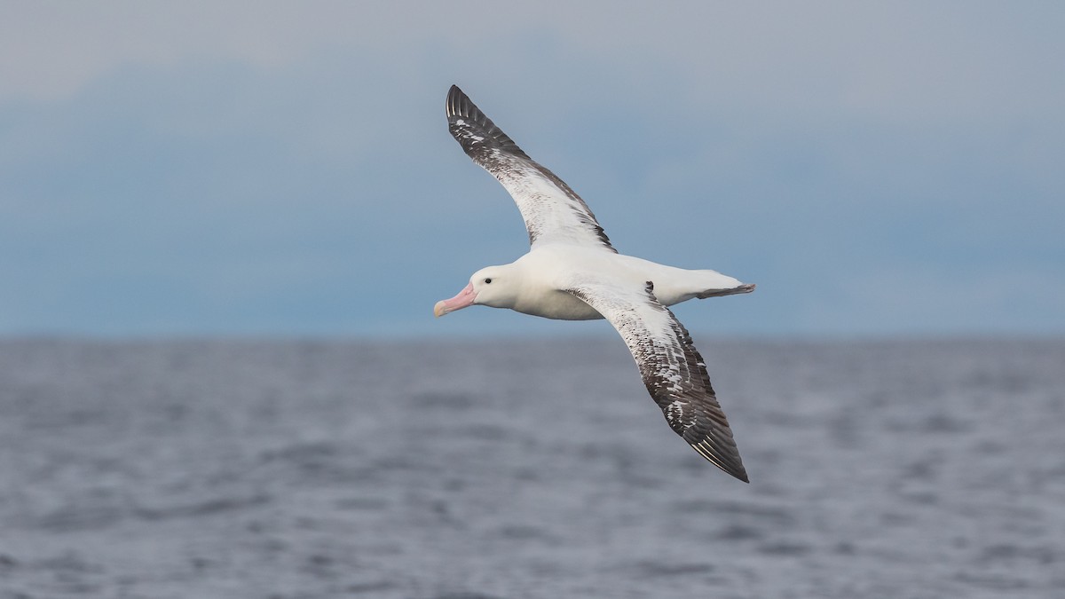 Albatros des Antipodes (gibsoni) - ML619922292