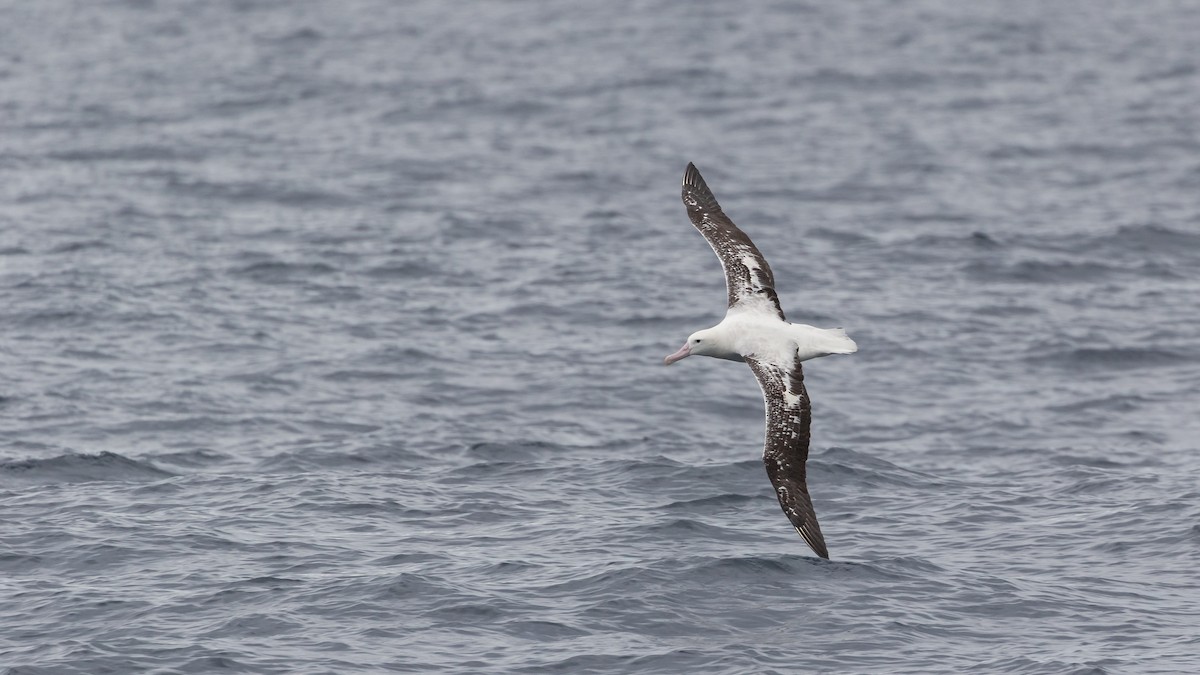 Albatros des Antipodes (gibsoni) - ML619922293