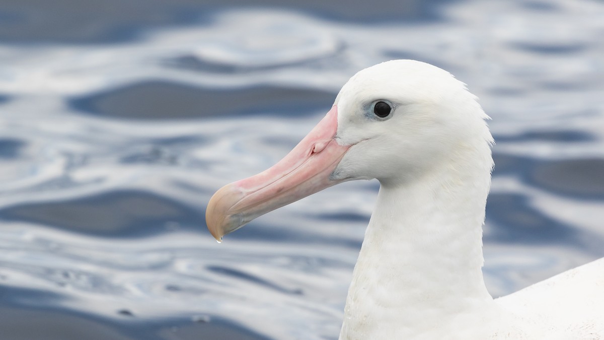 Antipodean Albatross (gibsoni) - ML619922295