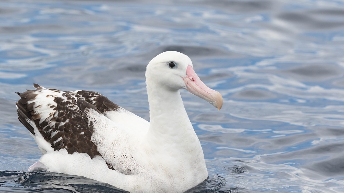 Antipodean Albatross (gibsoni) - ML619922297