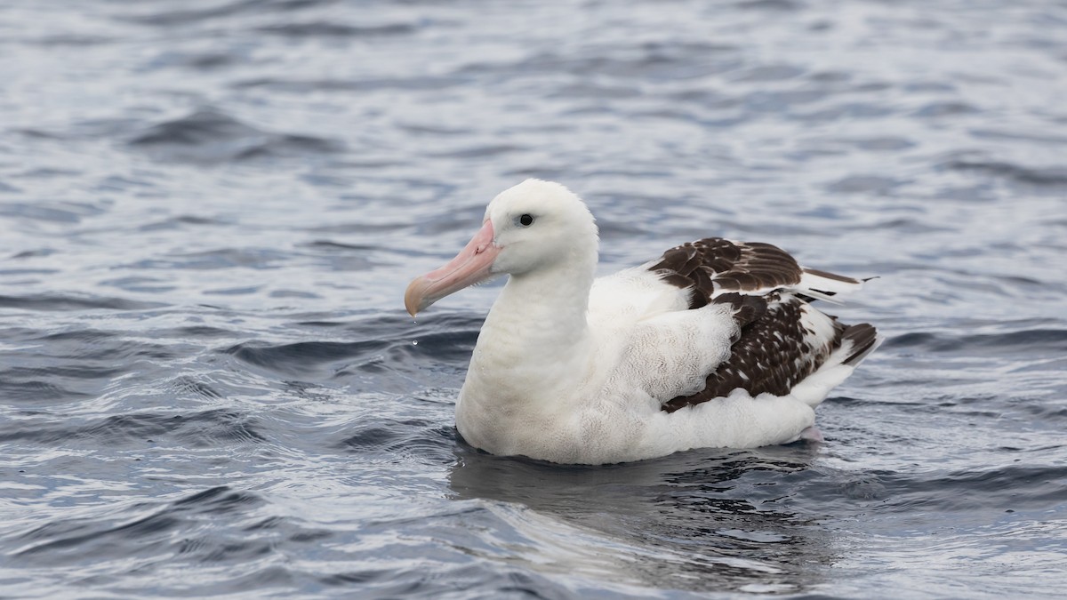 Antipodean Albatross (gibsoni) - ML619922298