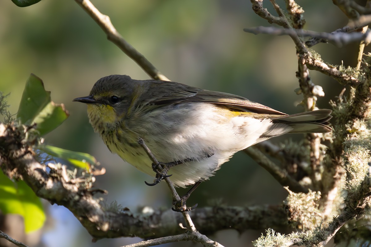 Cape May Warbler - ML619922301