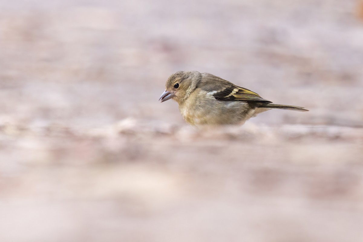 Canary Islands Chaffinch (Canary Is.) - ML619922302