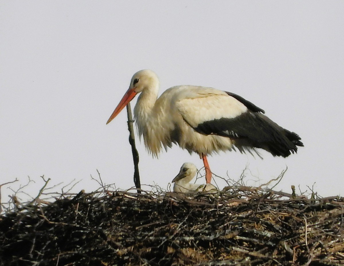 White Stork - ML619922304