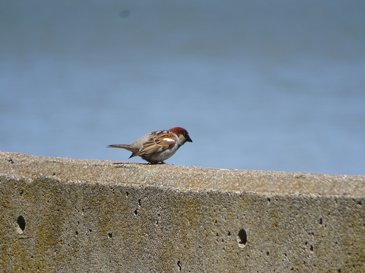 House Sparrow - ML619922310