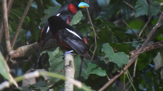 Black-and-red Broadbill - ML619922313