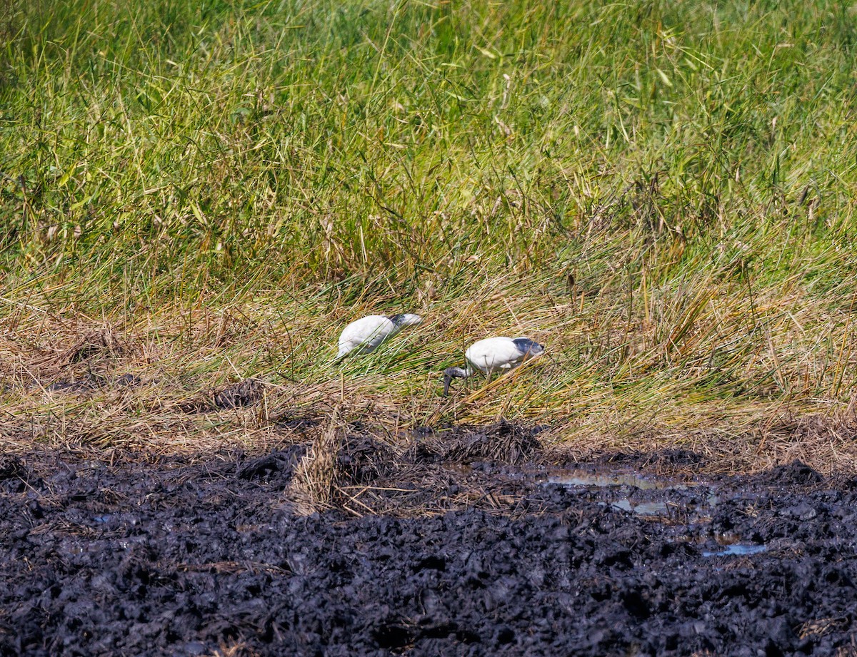 Ibis à cou noir - ML619922314