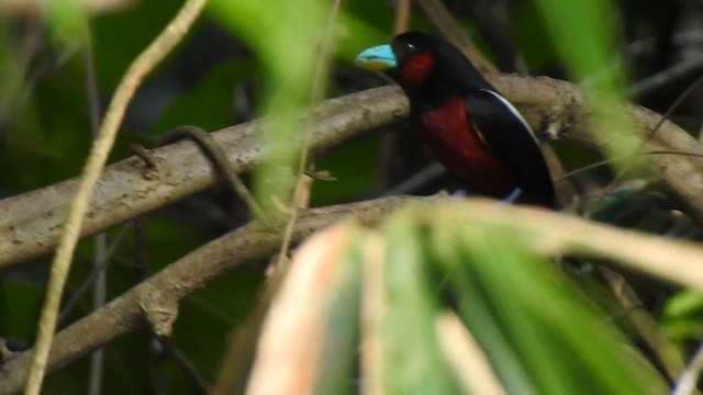 Black-and-red Broadbill - ML619922316