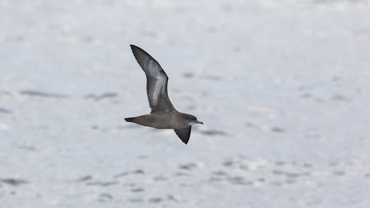 Short-tailed Shearwater - ML619922317