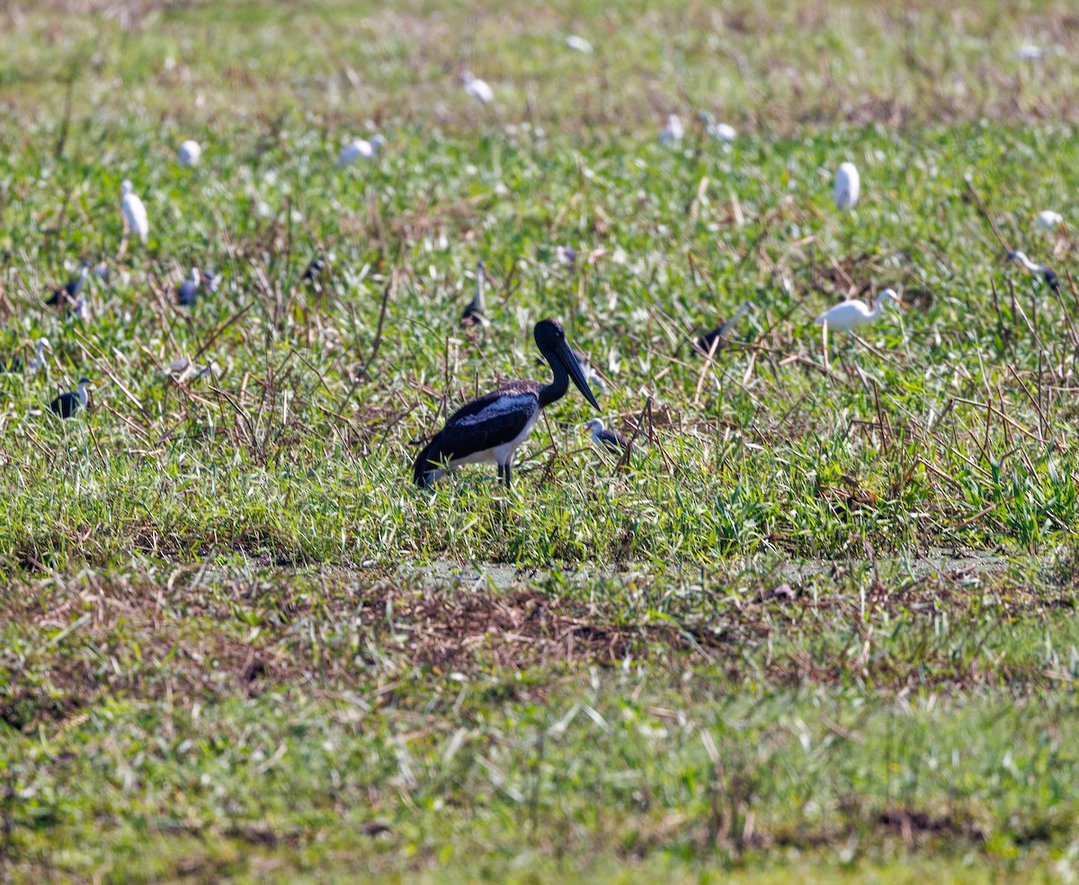 Black-necked Stork - ML619922334