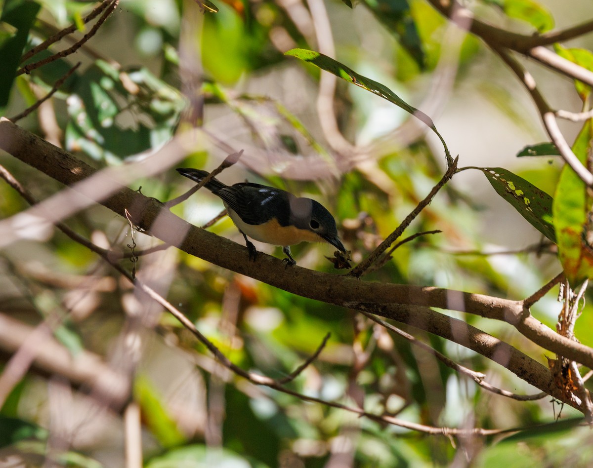 Broad-billed Flycatcher - ML619922340