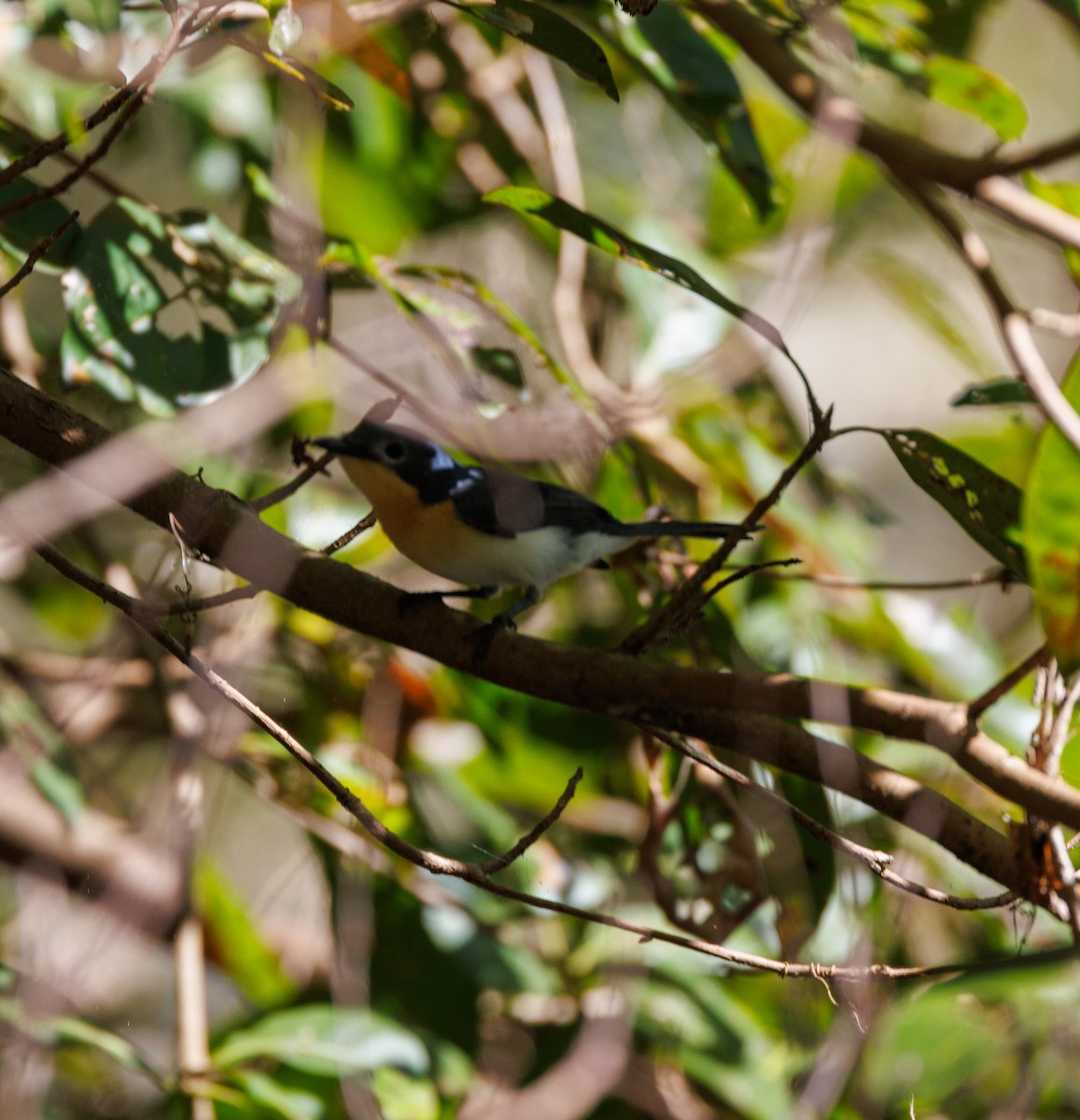 Broad-billed Flycatcher - ML619922341