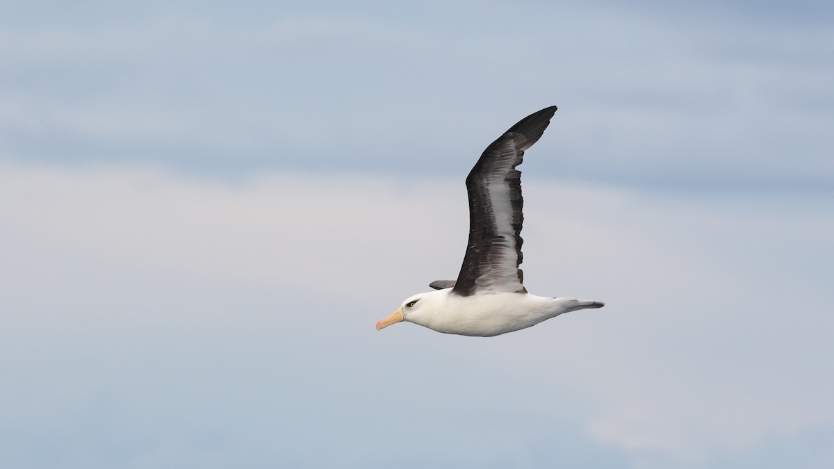 albatros černobrvý (ssp. impavida) - ML619922376