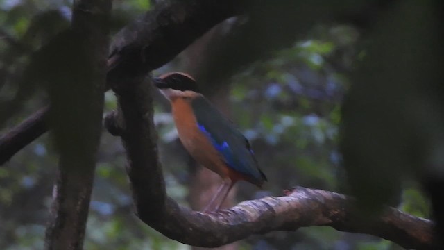 blåvingepitta - ML619922388