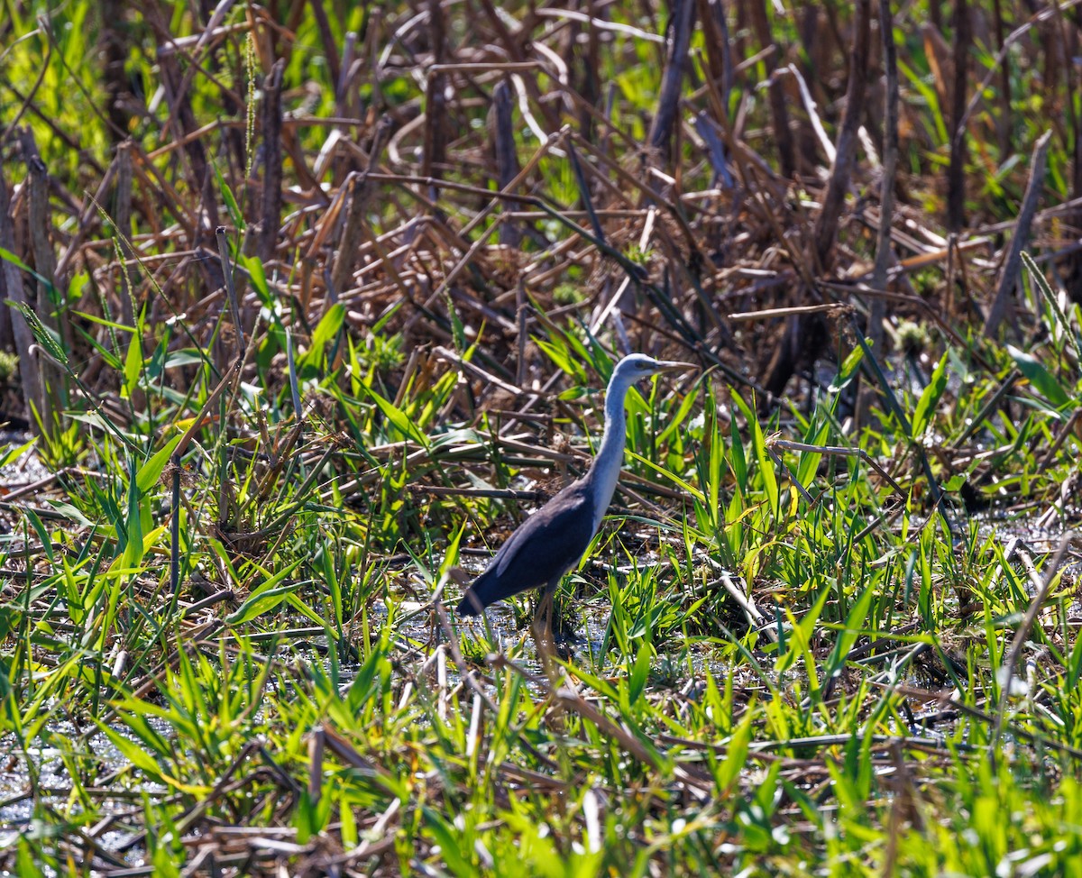 Pied Heron - ML619922392