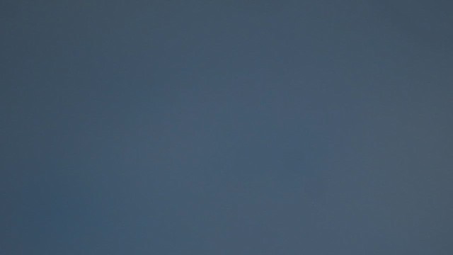 Sooty-headed Bulbul - ML619922397