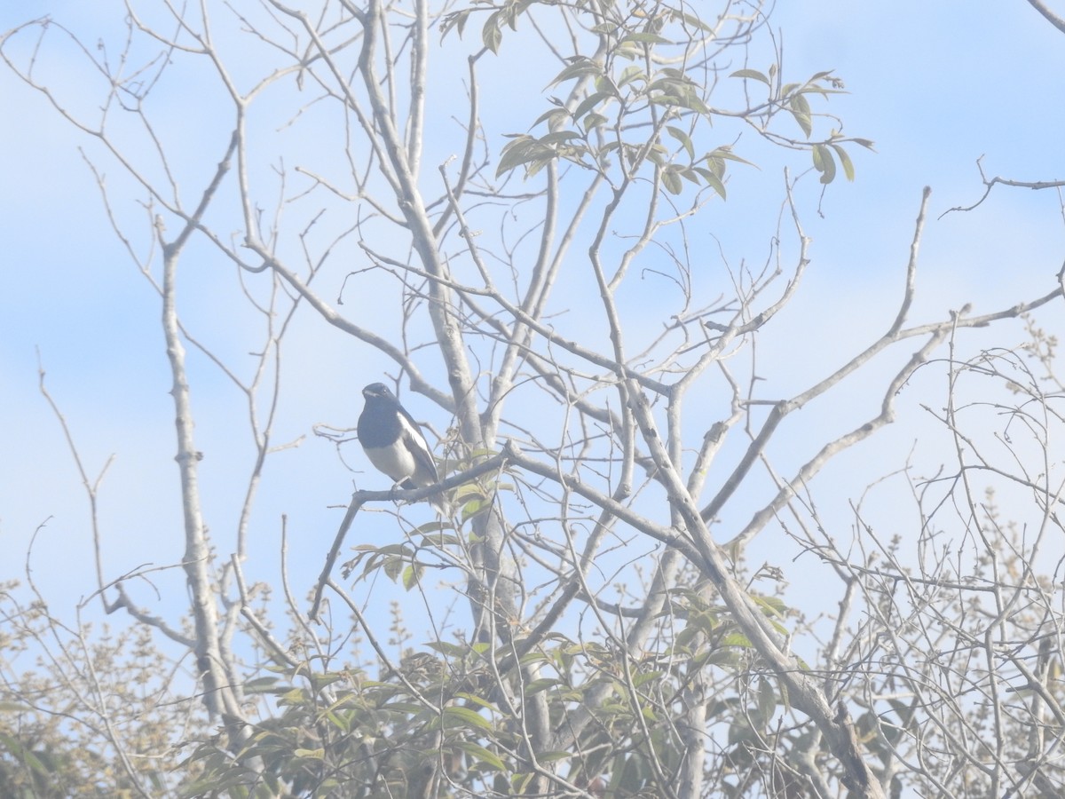 Oriental Magpie-Robin (Oriental) - ML619922401