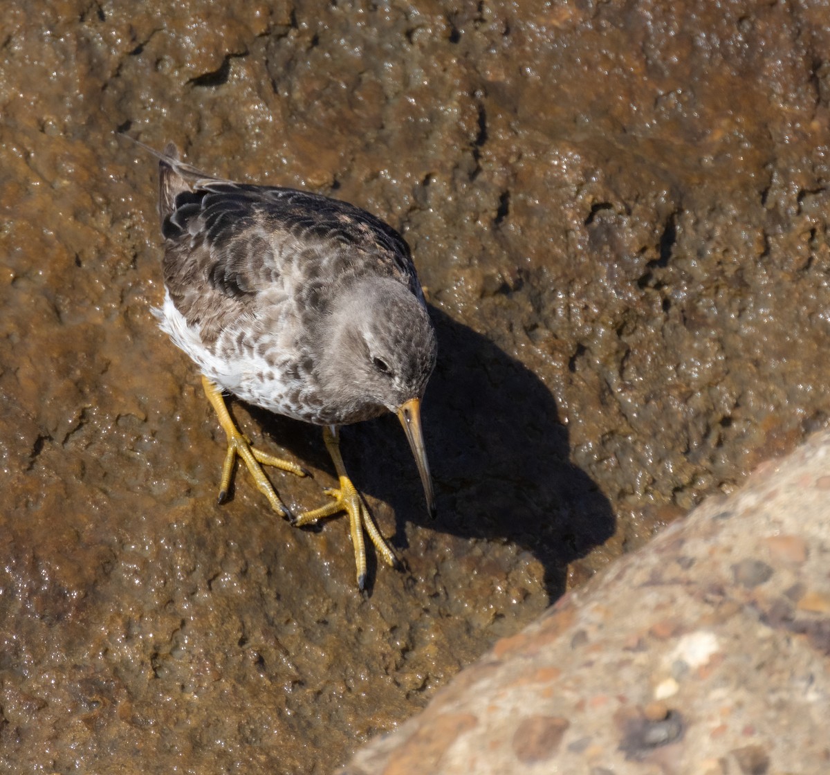 Purple Sandpiper - Daniel Griffith