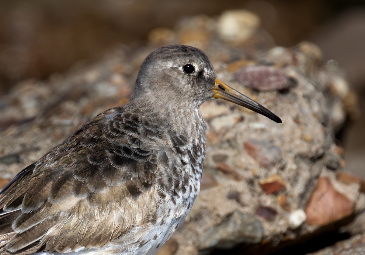 Purple Sandpiper - ML619922407