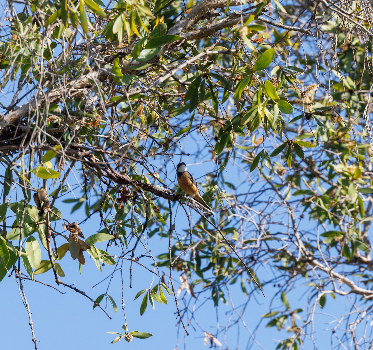 Rufous Whistler - ML619922409