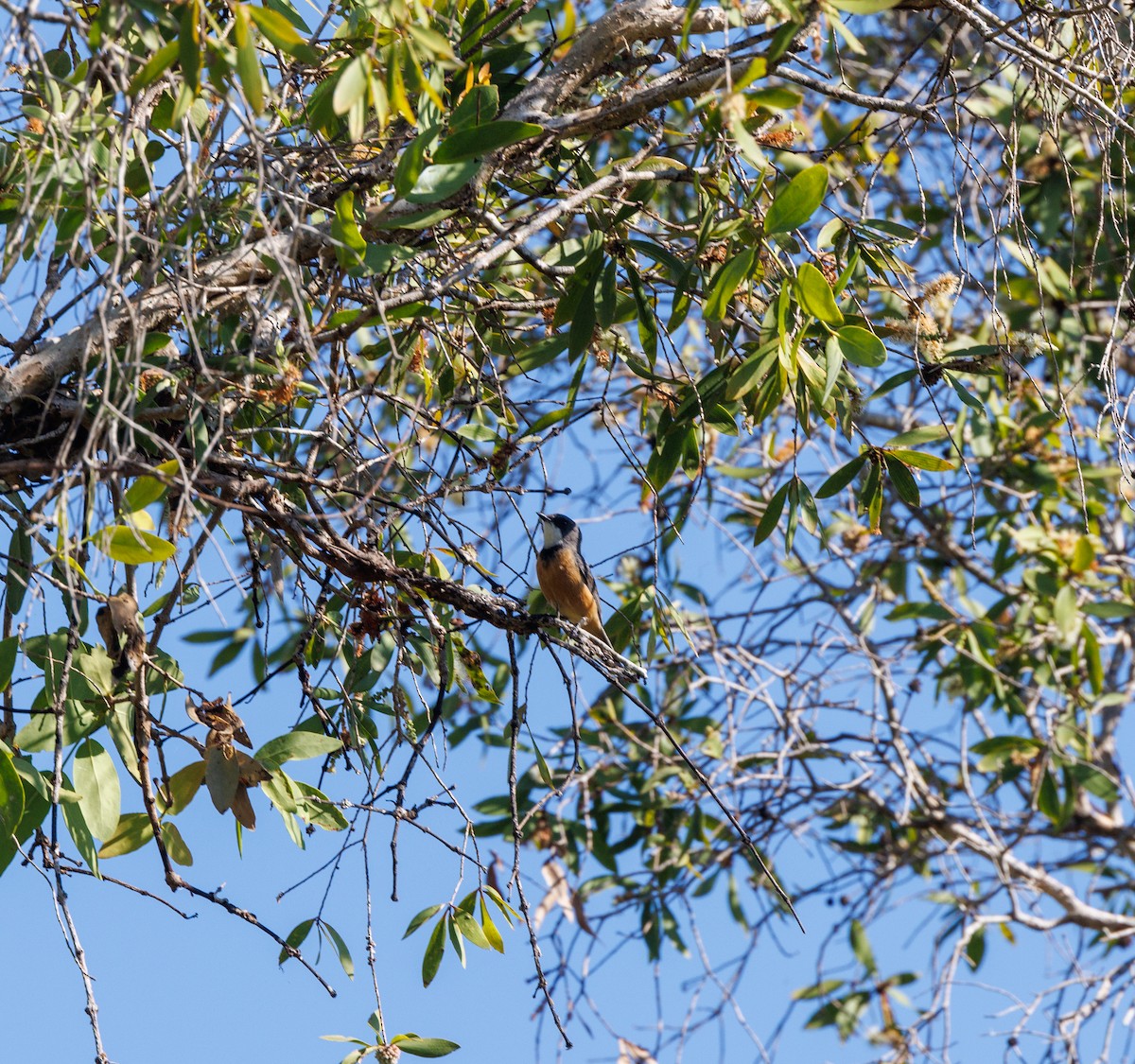 Rufous Whistler - ML619922410