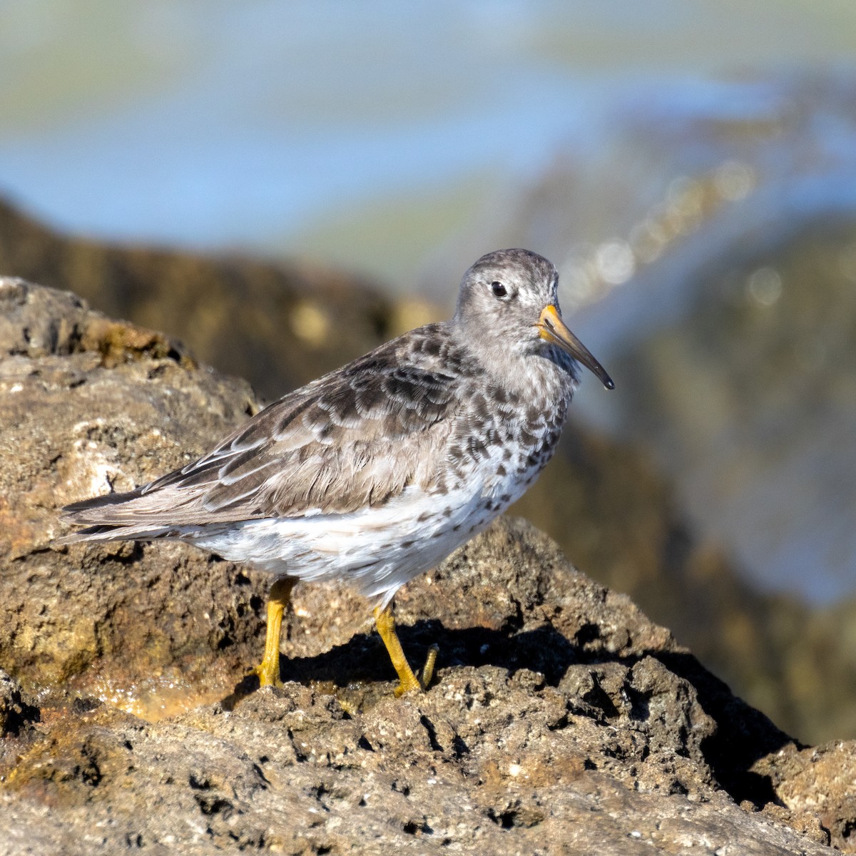 Purple Sandpiper - ML619922415